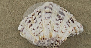 Panorama of a seashell on the sand. Close-up