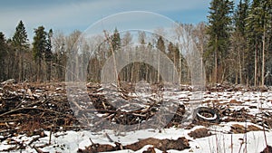 Panorama of a section of cut down forest in winter