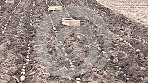 Panorama of Seeding Potato. Traktor. 4K UltraHD, UHD