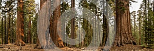 Panorama of Sequoia Tree Grouping In Mariposa Grove