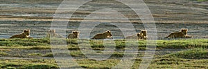 Panorama of seven lion cubs lying down