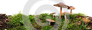 Panorama of several brown mushrooms on wet and humid green mossy log. Isolated on white