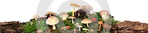 Panorama of several kinds of colorful mushrooms and fungus on green mossy log. Isolated on white