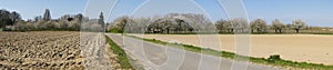 Panorama of several pear orchards