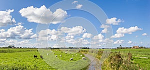 Panorama of sheep in a dutch landscape near Garnwerd