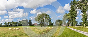 Panorama of sheep in a dutch landscape near Wetsinge