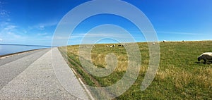 Panorama of Sheep grazing on a dike in East Frisia Ostfriesland,Germany, on the North Sea shore on a beautiful summer day with