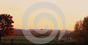 The panorama. A shepherd at sunset herding cows