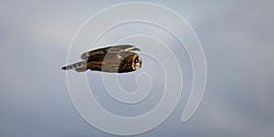 Panorama of short eared owl in level flight with yellow eye watching photo