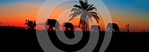 Panorama silhouette elephant herd animals wildlife walking in twilight sunset beautiful background. with copy space