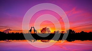 Panorama silhouette tree in africa with sunset.Amazing sunset and sunrise.