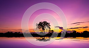 Panorama silhouette tree in africa with sunset.Amazing sunset and sunrise.