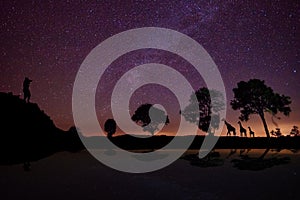 Panorama silhouette tree in africa with sunset.Amazing sunset and sunrise.