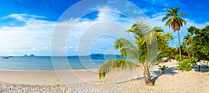 Single palm tree on beach