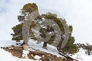 Panorama of the ski resort Arkhyz. Sunny day in Arkhyz ski resort. Winter mountains and forest