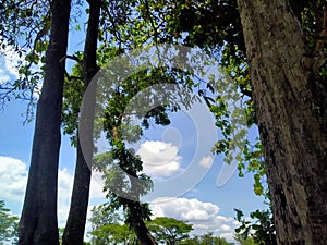 Panorama sky & tree