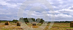 Panorama of a sloping field with rolls of hay