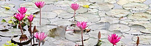 Panorama small pond dense of floating water lily round green leaves surrounding pink blossom lilies flower ultra violet, water