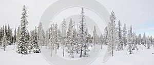 Panorama with a snow covered arctic fir trees.