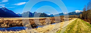 Panorama of Snow covered Golden Ears Mountain and Edge Peak seen from the of Pitt-Addington Marsh in the Fraser Valley