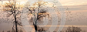 Panorama of snow geese at dawn