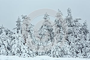 Panorama of the snowy winter landscape in the mountains