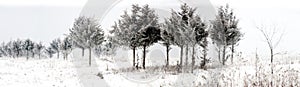 Panorama of snowy winter trees