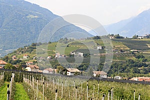 Panorama with South Tyrolean Apple plantations, vineyards and mountains in Tirolo, South Tyrol, Italy