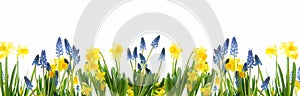 Panorama of spring flowers against a white background