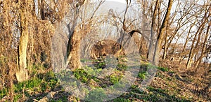 Panorama of spring forest with dry, trailing plants