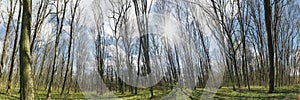 A panorama spring forest trees. nature green wood sunlight backgrounds