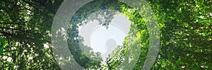 a panorama spring forest trees. nature green wood sunlight backgrounds