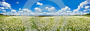 Panorama spring landscape with a flowering flowers on meadow