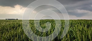 Panorama of storm clouds over grain fields