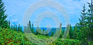 Panorama of Subalpine mountain zone of Mount Hoverla, Ukraine