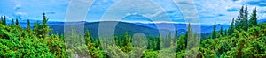 Panorama of Subalpine zone of Mount Hoverla, Carpathians, Ukraine