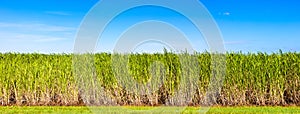 Panorama of sugar cane plantation