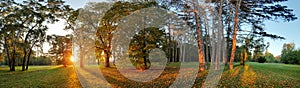 Panorama of Summer - autumn tree in forest park