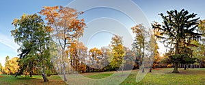 Panorama of Summer - autumn tree in forest park