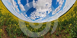 panorama of summer day blossomong yellow rapseed colza field in hyperbolic projection