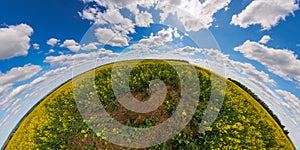 panorama of summer day blossomong yellow rapseed colza field in hyperbolic projection