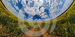 panorama of summer day blossomong yellow rapseed colza field in hyperbolic projection