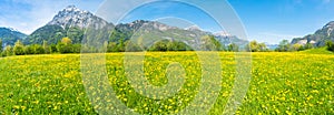 Panorama of summer fresh greens and wildflowers