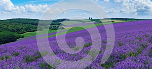 Panorama of summer hills landscape with blooming lavender fields