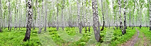 Panorama summer landscape with birch forest