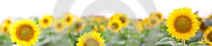 Panorama of Summer Landscape - Golden Sunflower Field