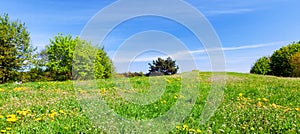 Panorama of summer meadow with green grass, trees and blue sky.