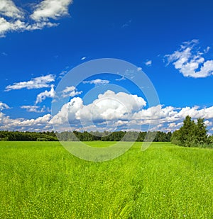 Panorama summer rural landscape with a green meadow and blue sky