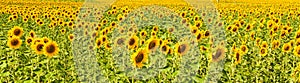 Panorama of sunflower field