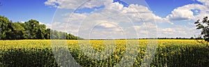 Panorama. Sunflower field.